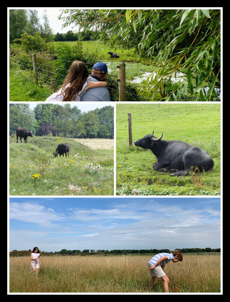 Water Buffalo in the Fens by foxes37