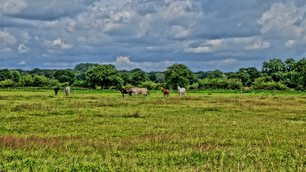 HORSES IN CHESHIRE COUNTRYSIDE by markp