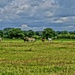 HORSES IN CHESHIRE COUNTRYSIDE by markp
