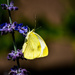 butterfly by jernst1779