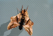 18th Jul 2020 - Day 200: Waved Sphinx Moth 