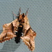 Day 200: Waved Sphinx Moth  by jeanniec57
