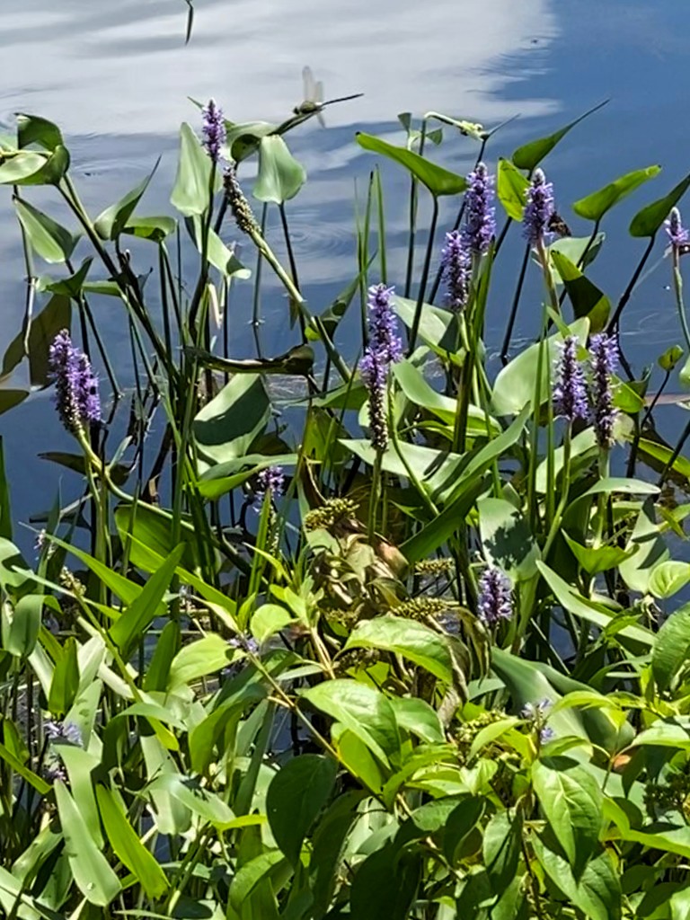 Dragonfly on purple flowers by joansmor