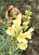 22nd Jul 2020 - Toadflax