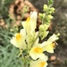 Toadflax by mjmaven