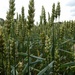 Wheat Field by cmp