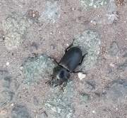 22nd Jul 2020 - Beetle