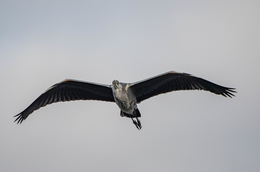 Heron overhead by stevejacob