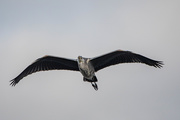 21st Jul 2020 - Heron overhead