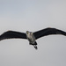 Heron overhead by stevejacob