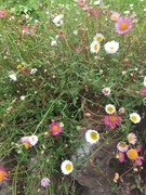 22nd Jul 2020 - Jersey daisies on the garden walls 