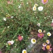 Jersey daisies on the garden walls  by snowy