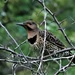 The Northern Flicker  by radiogirl