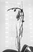 21st Jul 2020 - Silhouette Orchid with first Bloom