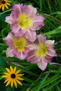 22nd Jul 2020 - More daylilies in bloom