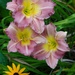 More daylilies in bloom by tunia