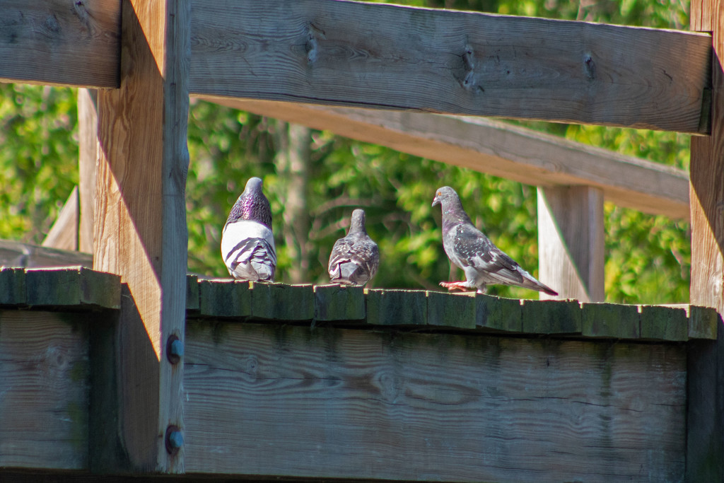Pigeons Not Practicing Social Distancing by tdaug80