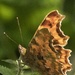 The Comma by helenhall
