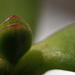 New growth on jade by larrysphotos