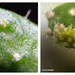 Macro collage of flower on succulent by larrysphotos