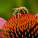 leaf cutter bee on pale purple coneflower by rminer
