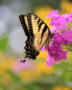 22nd Jul 2020 - July 22: Butterfly and Phlox