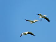 22nd Jul 2020 - Pelican flyover