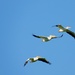 Pelican flyover by amyk