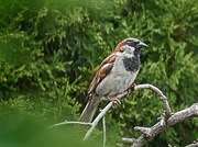 22nd Jul 2020 - House Sparrow
