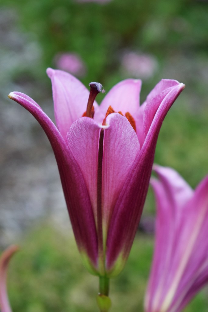 Purple Prince Oriental Lily by sandlily