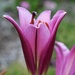 Purple Prince Oriental Lily by sandlily