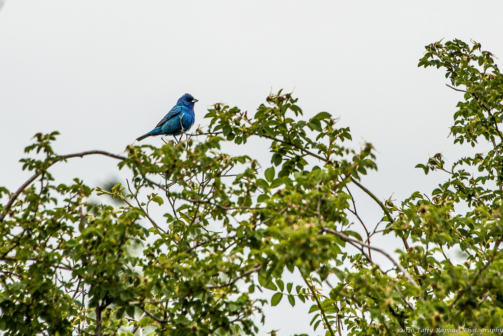 Indigo Blue Bunting in a Tree by taffy