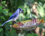 21st Jul 2020 - Blue Jay Youngster