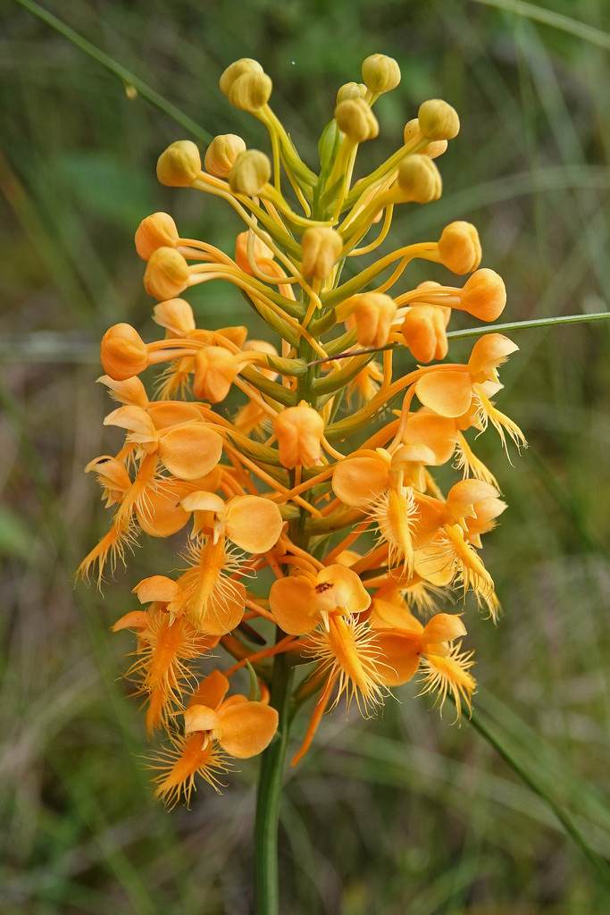 Orange-fringed Orchid close-up by annepann