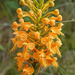Orange-fringed Orchid close-up by annepann