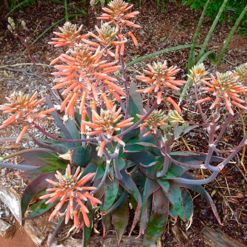 Cactus 🌵 in our garden by kerenmcsweeney