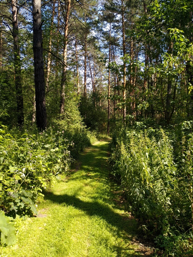 Прогулка по лесу by natalytry