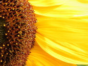 23rd Jul 2020 - Study of a Sunflower