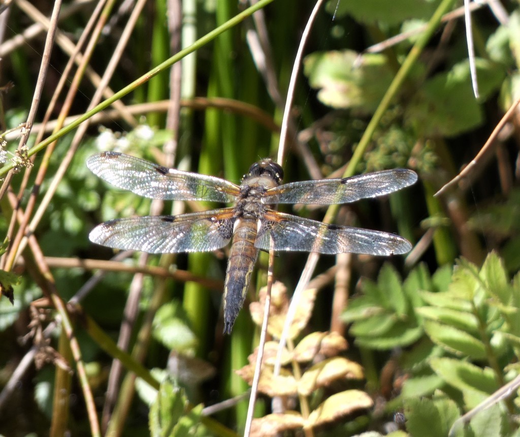 Four spotted chaser female by julienne1