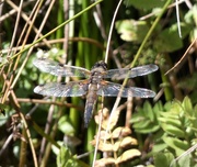 22nd Jul 2020 - Four spotted chaser female