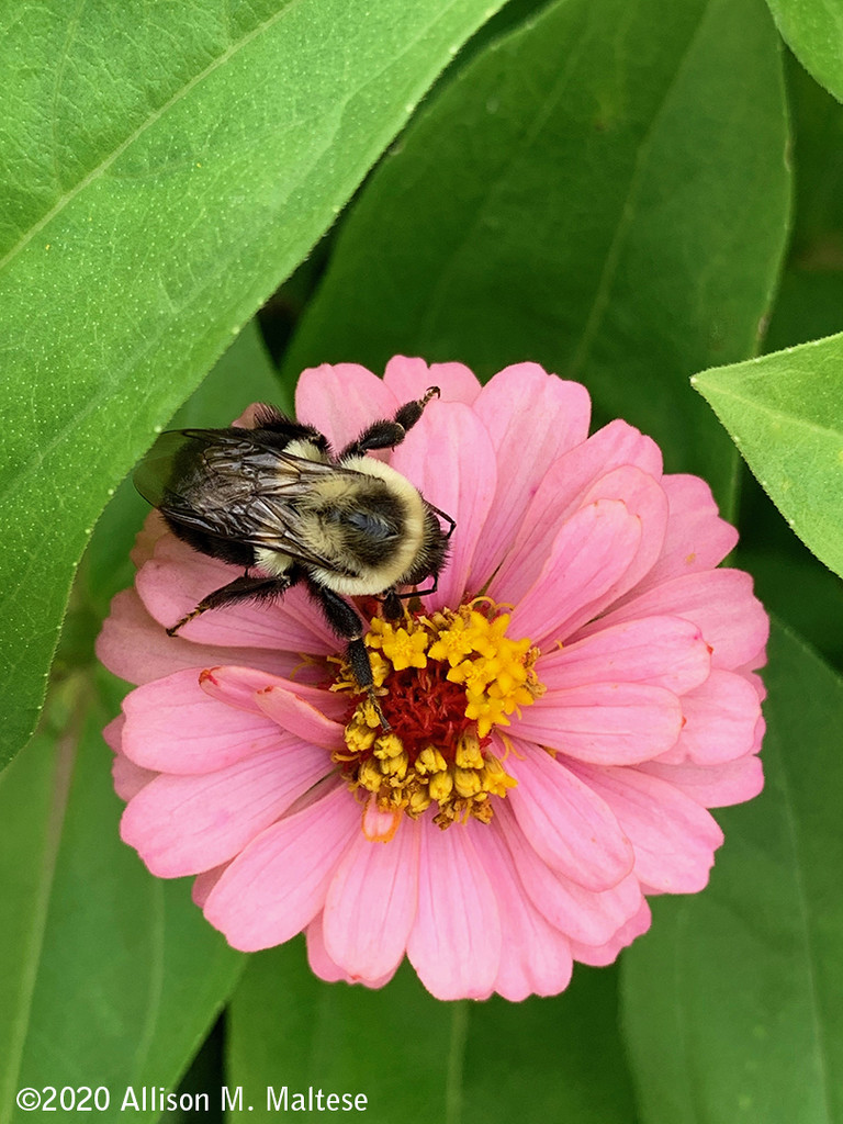 Bee and Zinnia by falcon11