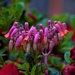 Lavender Bells...Succulent ~     by happysnaps