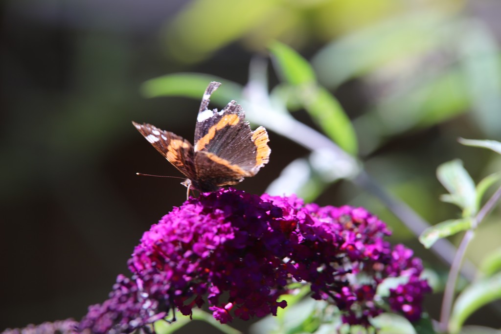 Comma by phil_sandford