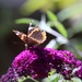 Comma by phil_sandford