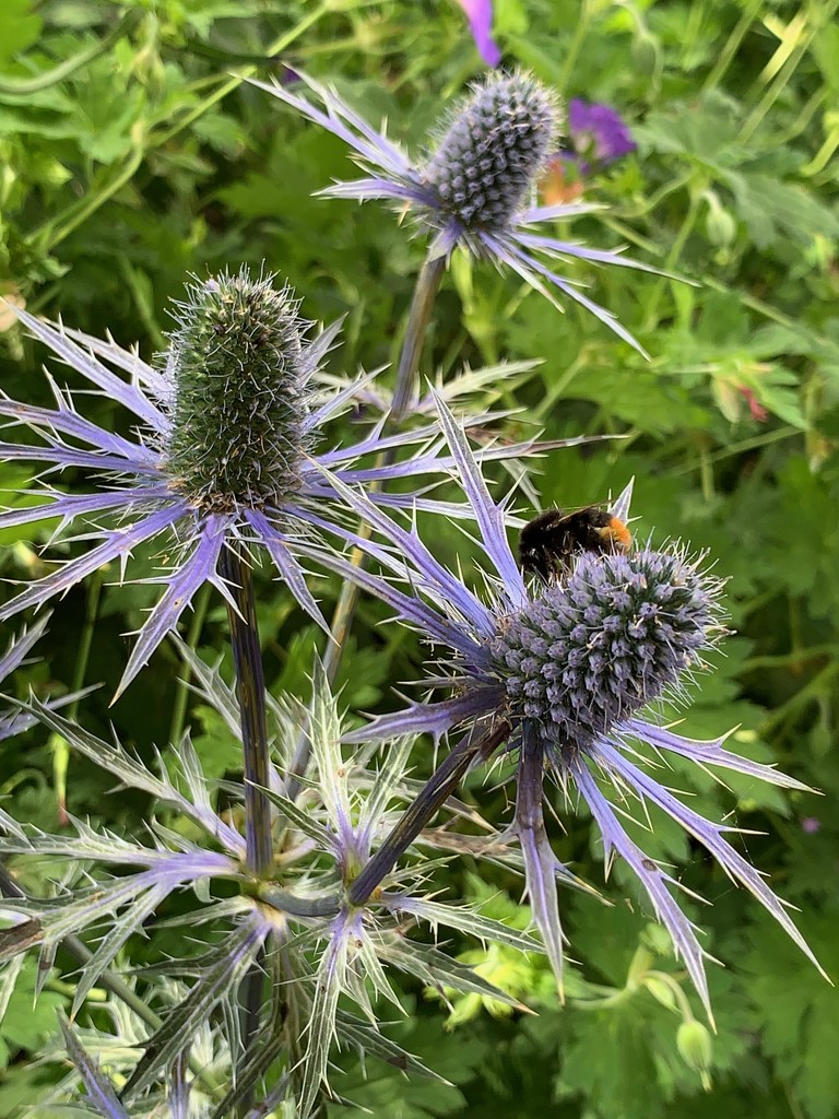 Sea Holly and Bee by 365projectmaxine