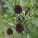 Allium Sphaerocephalon  by 365projectmaxine