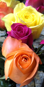 23rd Jul 2020 - Colorful roses