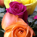 Colorful roses by homeschoolmom