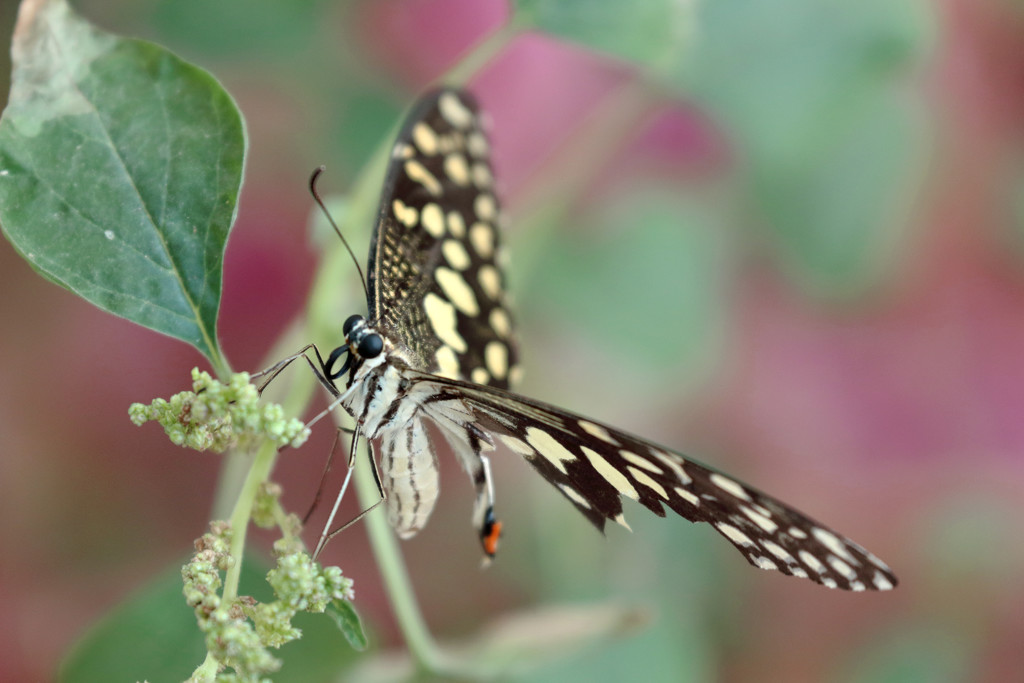 Lime Swallowtail by ingrid01