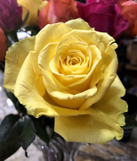 23rd Jul 2020 - Yellow rose